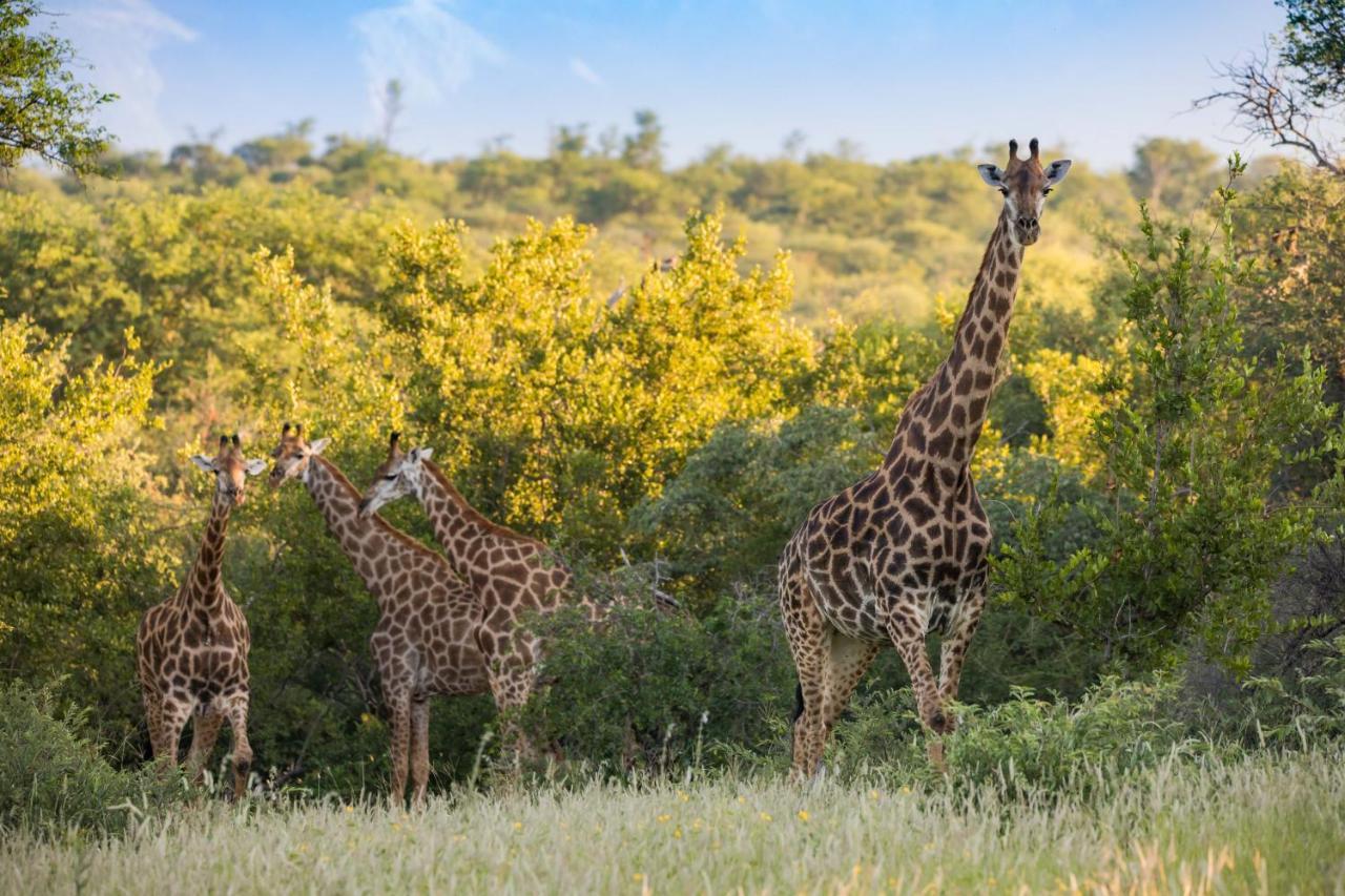 Mountain View Safari Lodge Hoedspruit Exterior foto